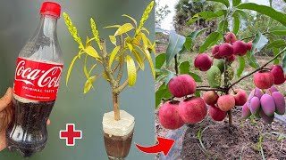 It's amazing to use this method to propagate mango trees with apples 100% successful
