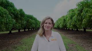 An introduction to the National Mango Tree Crop Map Dashboard