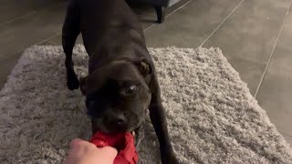 Staffordshire Bull Terrier Is Too Strong For Me