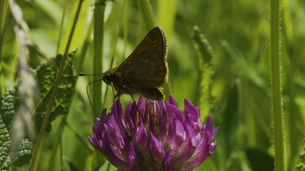 Rostfarbiger Dickkopffalter (Ochlodes sylvanus)