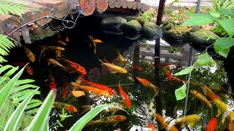 Không Gian Thiên Nhiên Sân Vườn Cùng Hồ Cá Koi Tuyệt Đẹp