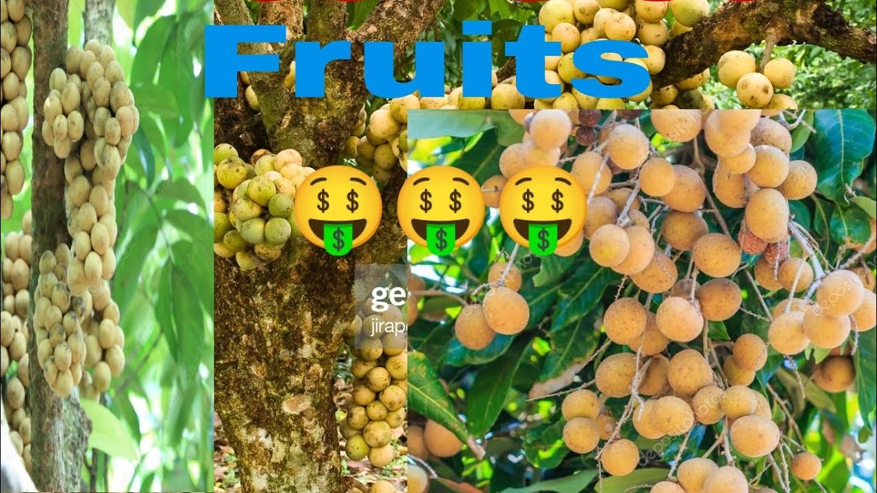 Falsa Fruits Sabse Achcha All Fruits How To Grow Falsa fruits फलसा फल