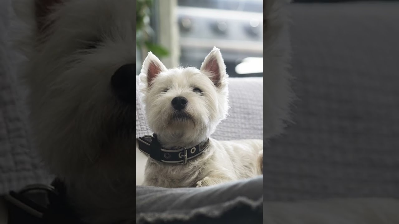 Common WESTIE owner problem 😂 