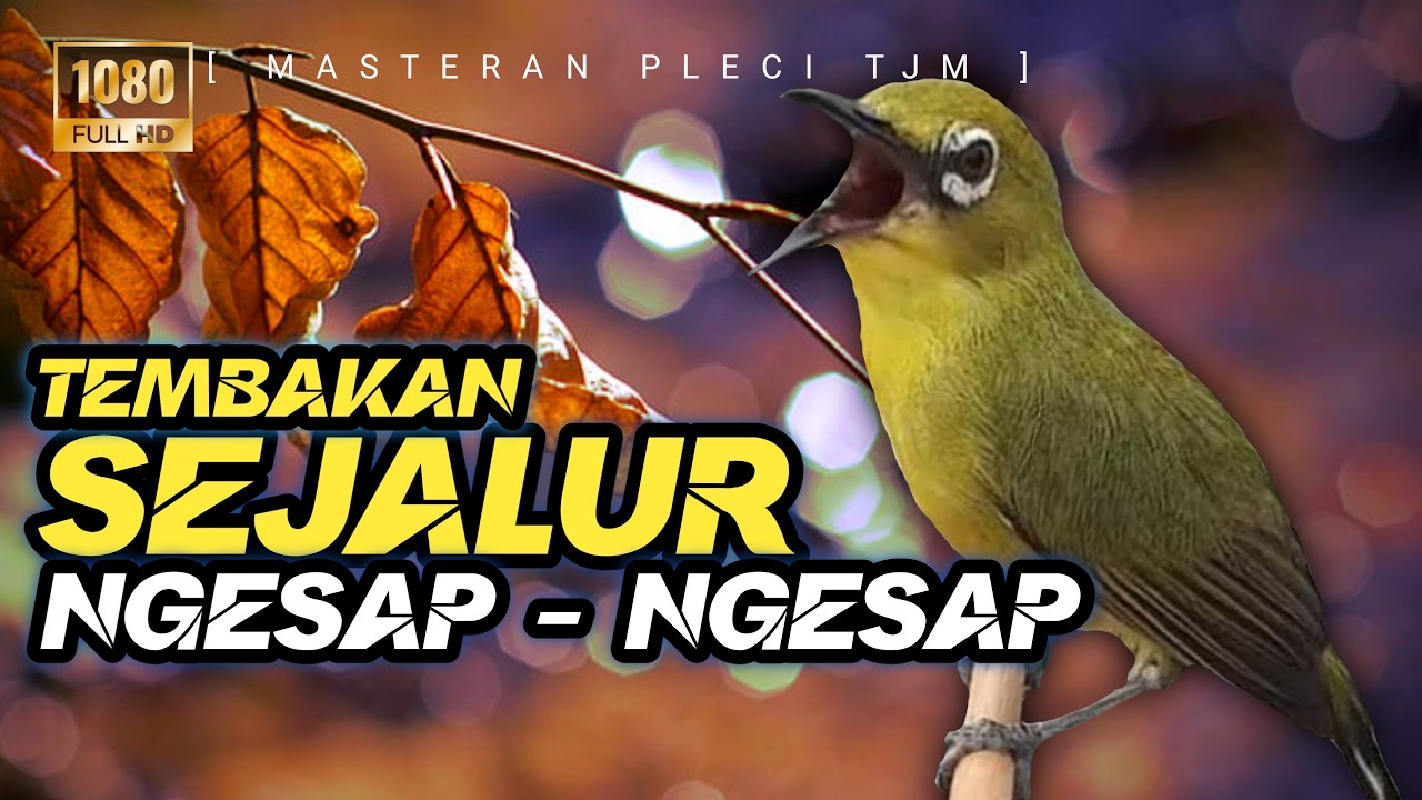 🔴 LIVE Masteran Pleci Tembakan Sejalur NGESAP - NGESAP Juara