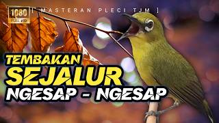 🔴 LIVE Masteran Pleci Tembakan Sejalur NGESAP - NGESAP Juara