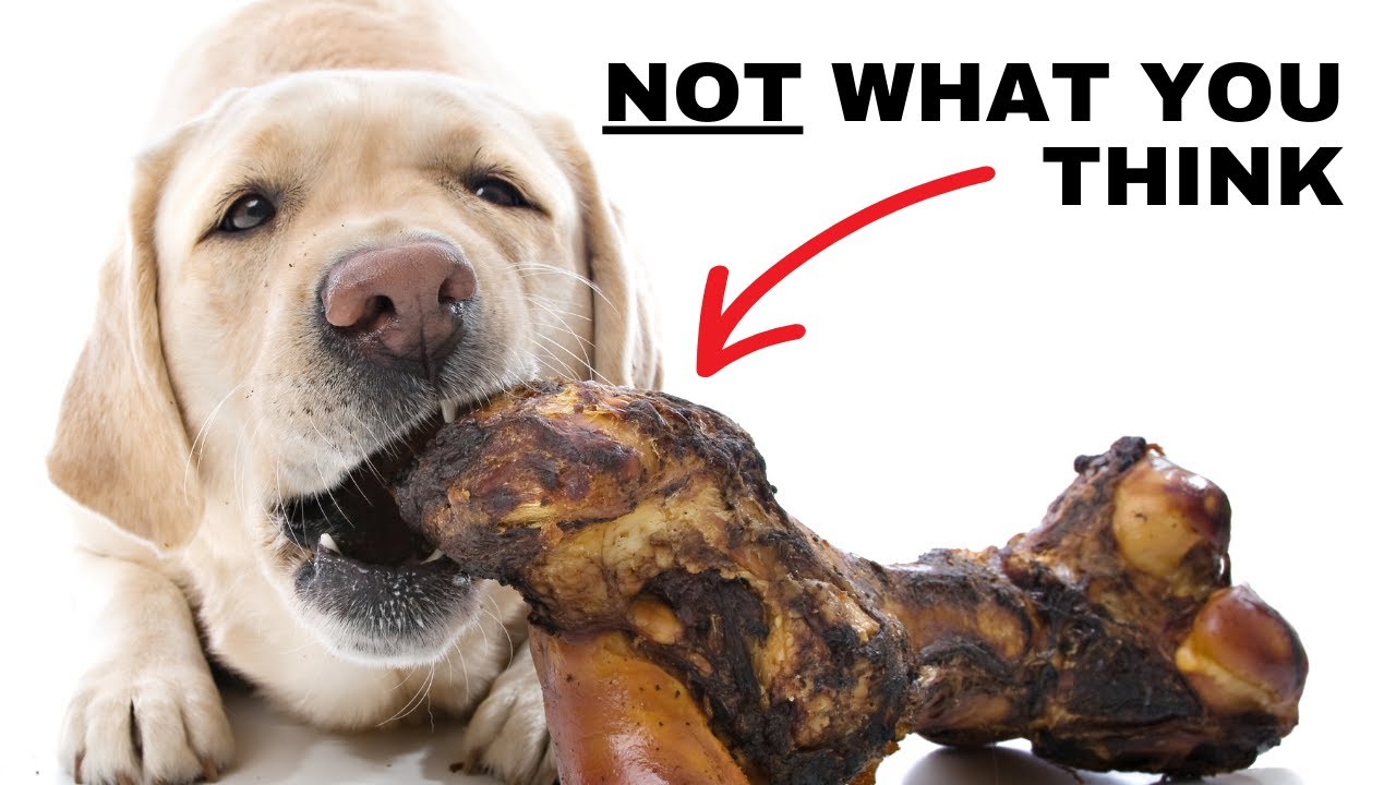 The Real Reason Dogs Love Bones is Disgusting