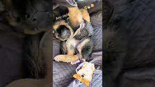 GSD life.Can you control your German shepherds sleeping position?