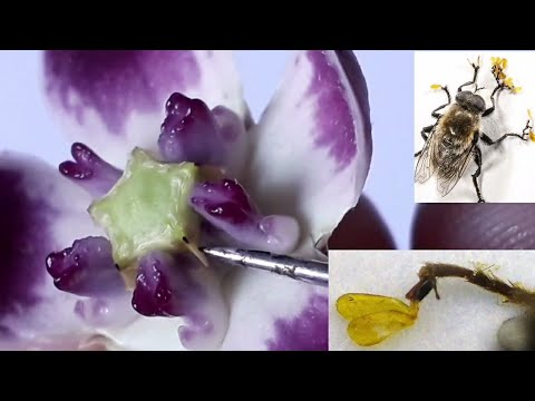 Video: Calotropis Planteinformasjon: Lær om typer Calotropis for hagen