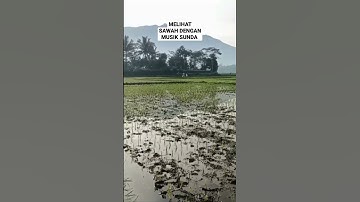 PEMANDANGAN SAWAH DENGAN MUSIK SUNDA #shorts #sawah #jawabarat #kampung #musik #musiksunda