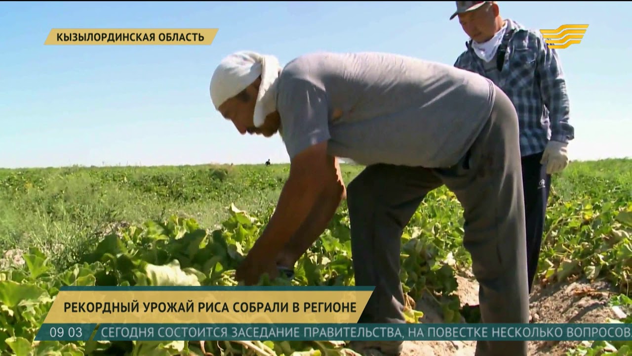 В сентябре был собран рекордный. Рекордный урожай. ООО Мелиоратор уборка риса. Даешь рекордный урожай.