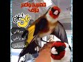     تغريد الحسون الجزائري سرفاتي تيواواطي موندولين