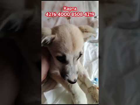 Капельница