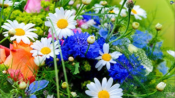 سورة فاطر كاملة مكتوبة بصوت أيمن السويد  🌼🍃🌼