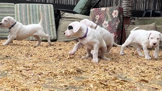 Pure Dogo Argentino  1 Fem & 3 Male Puppies from Kaine x Fiji’s Mar 2023 Litter