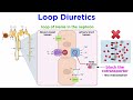 Diuretics and Their Mechanisms