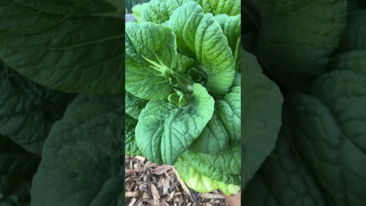 Harvesting Nagasaki Late Chinese Cabbage