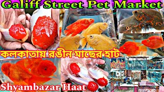 গালিফ স্ট্রীটে রঙিন মাছের দাম | Galiff Street Pet Market | কলকাতায় রঙীন মাছের হাট