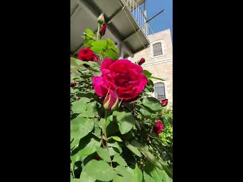       ورد جوري منزلي جميل احمر وابيض في شجرة واحدة لأول مرة