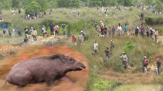 KEJARAN BABI HUTAN DIAM DIAM MELEWATI LERENG BUKIT • WILD BOAR HUNTS