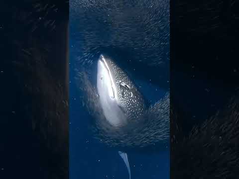 Whale shark + Clupea Harengus + Northern Gannet (Amazing)