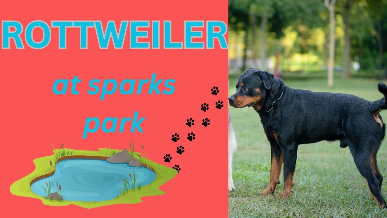 Unveiling the Secrets of Sparks Park The Ultimate Dogs Park. In Carterton New Zealand YouTube
