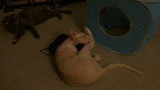 Zerbert, Devon Rex Kitty, playing with a fish toy! by Rhonda 206 views 6 years ago 1 minute, 12 seconds