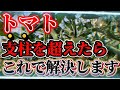 【トマト】支柱を超えた時の選択肢は4つあります!!収穫量を増やすならこれやって!