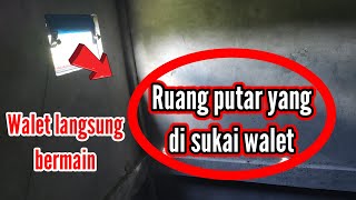 RUANG PUTAR YANG COCOK UNTUK MANUVER BURUNG WALET, WALET LANGSUNG SUKA BERMAIN DAN BERPUTAR