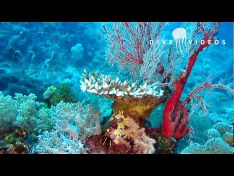 Video: Bunte Korallenbestuhlung