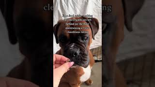 Funny boxer dog