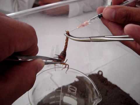 Getting venom from scorpion- Obteniendo veneno de un alacran - YouTube