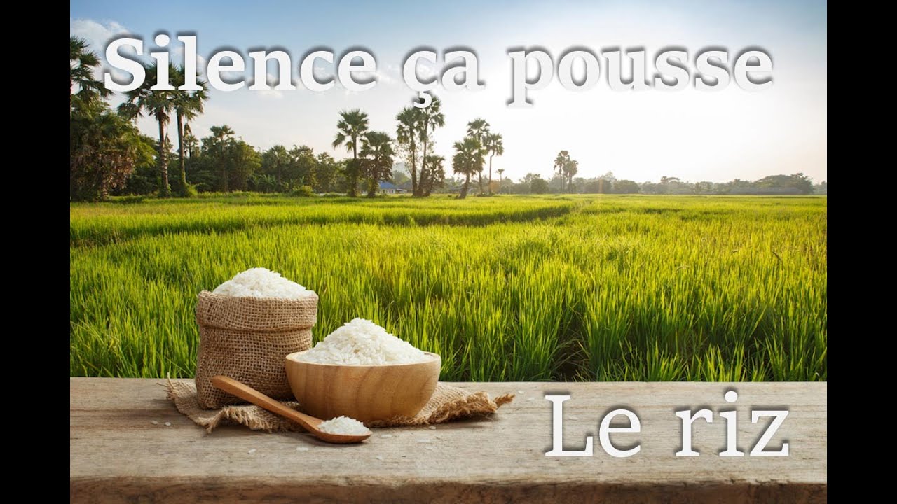 Vietnam - Pu Luong - Silence ça pousse! LE RIZ - 70