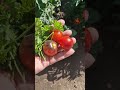 первые помидорки