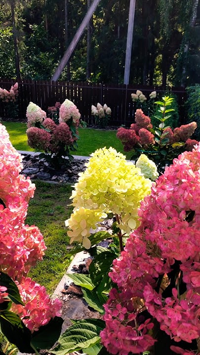 Цветущий сад гортензий🌸24.08.2024 #гортензиивсаду #garden #гортензии # ...