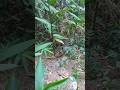 গুইসাপ 😇 #animals #nature #viral