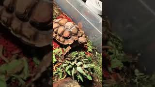 Stunning shelled Leopard tortoise Carrie & Bean hold down fort while SHELBY & SHELDON r at vet❤️🐢👍