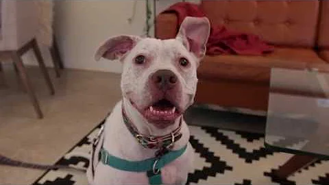 PRC Video Series: How to Introduce A Dog and A Cat