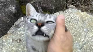 またトコトコと野良猫が歩いて来た!モフモフしてるとさっきの猫が再び。。。