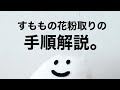 すももの花粉取りが適期をむかえました。【やり方を確認。】