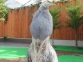 ハシビロコウのおじぎ