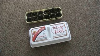 How to Turn an Egg Carton into a Seed Starter