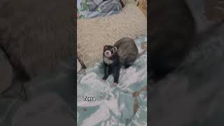 Ferret Dance (May 2022)