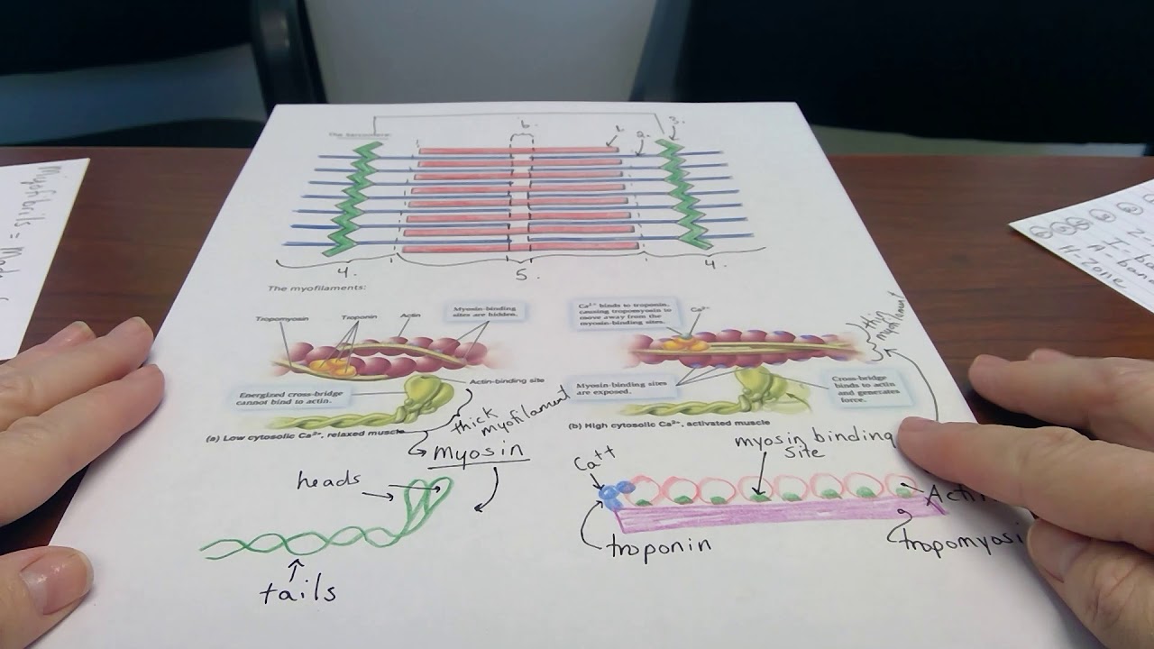 anatomy of a skeletal muscle cell video 2 - YouTube