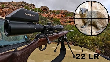Rock Rabbit Hunting with 22LR + Scope-Cam!