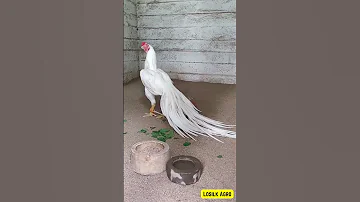 Parrot Beak Aseel CLASSIC WHITE Long Tail Not For Sale Shorts Aseel 