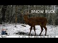 Whitetail Deer Buck In A Snow Shower (Trail Cam Capture)