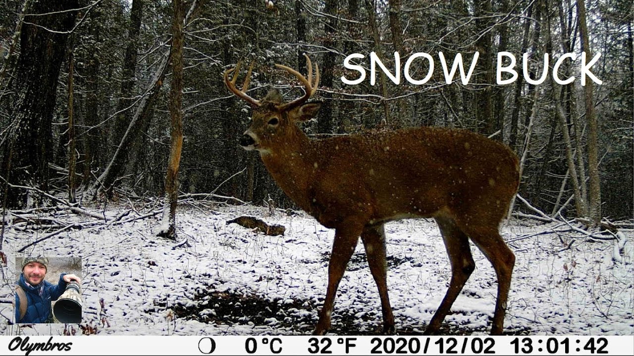 Whitetail Deer Buck In A Snow Shower (Trail Cam Capture)