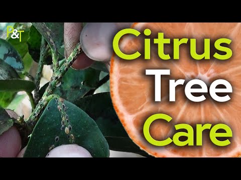 Citrus Tree Care & Managing Scale Insect - Pots & Trowels