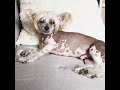 My Chinese Crested Dogs Skin care routine-How to wash your hairless dog?