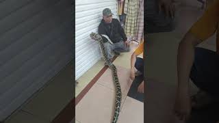 Download Lagu Ada Ular Di Metro Tanah Abang | Show Pertunjukkan Ular MP3